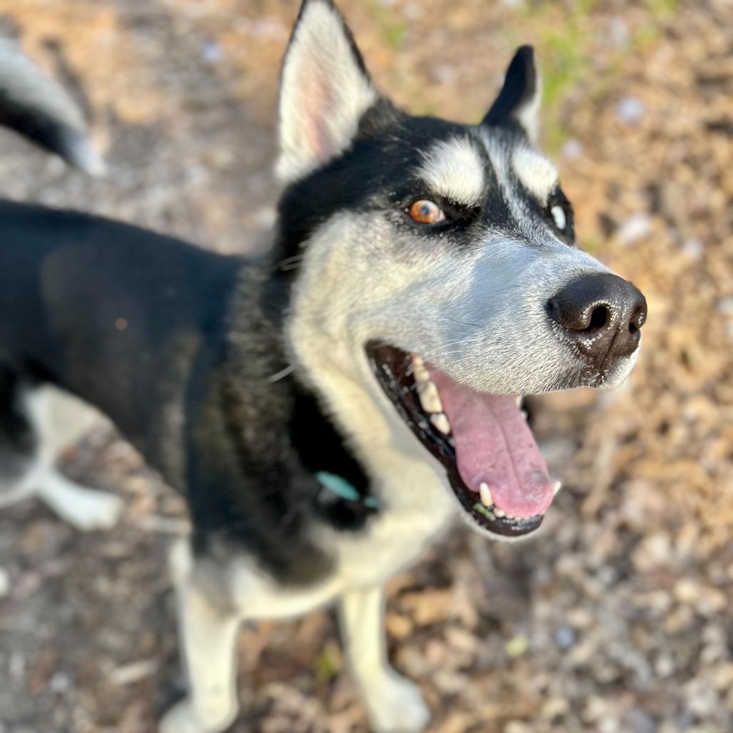 Shadow, Adoptable, Adult Male Husky.