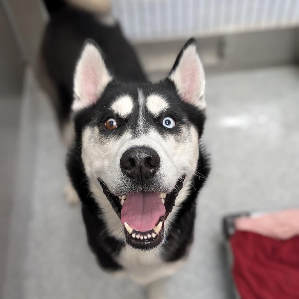Enlarge Shadow, a Adoptable Husky in Grand Rapids, MI image 1/3