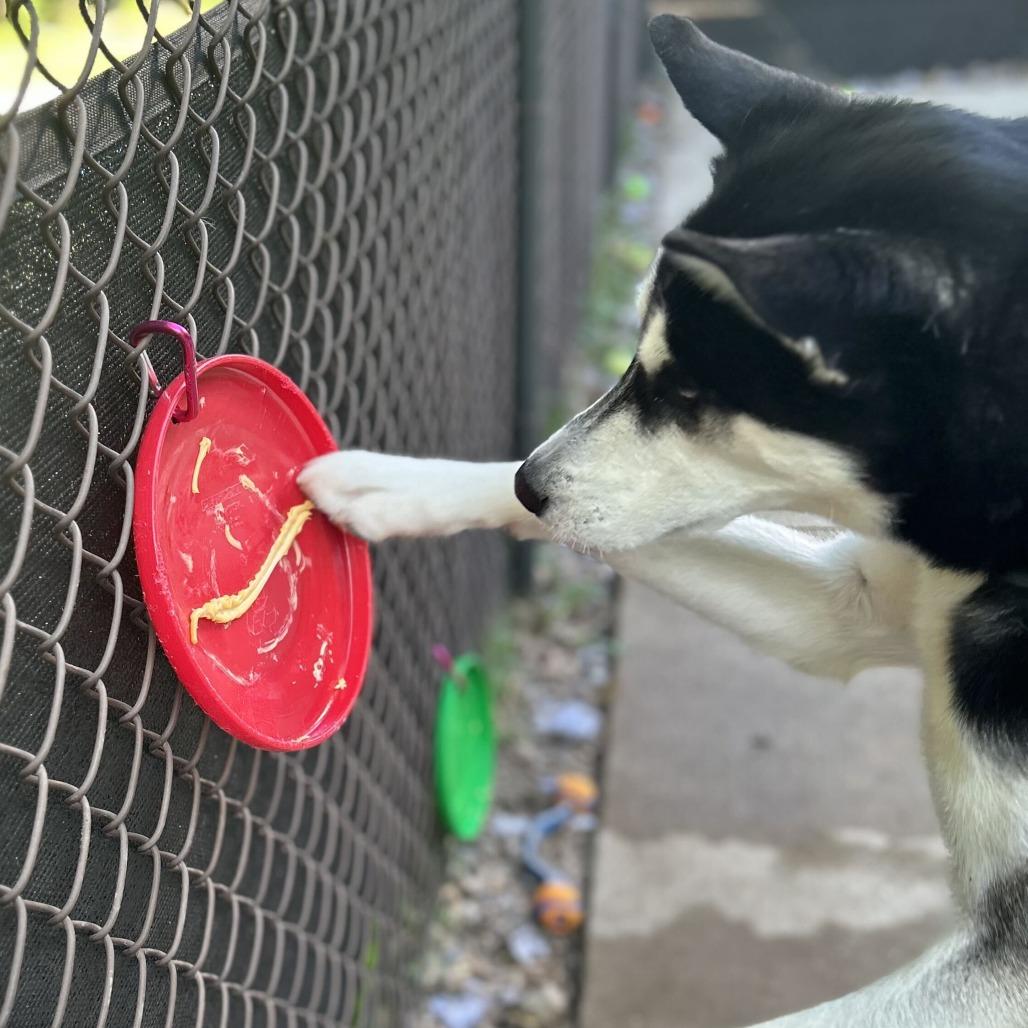 Enlarge Shadow, a Adoptable Husky in Grand Rapids, MI image 2/6