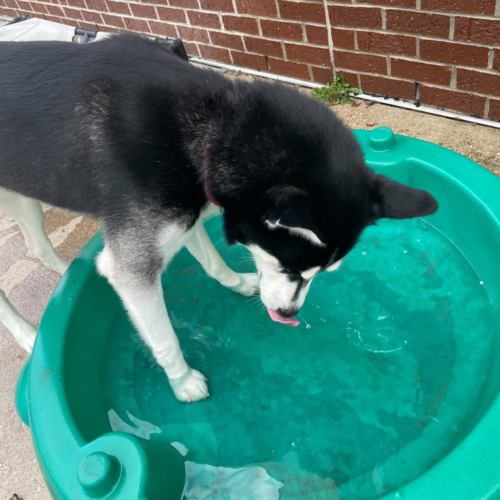 Enlarge Shadow, a Adoptable Husky in Grand Rapids, MI image 2/3