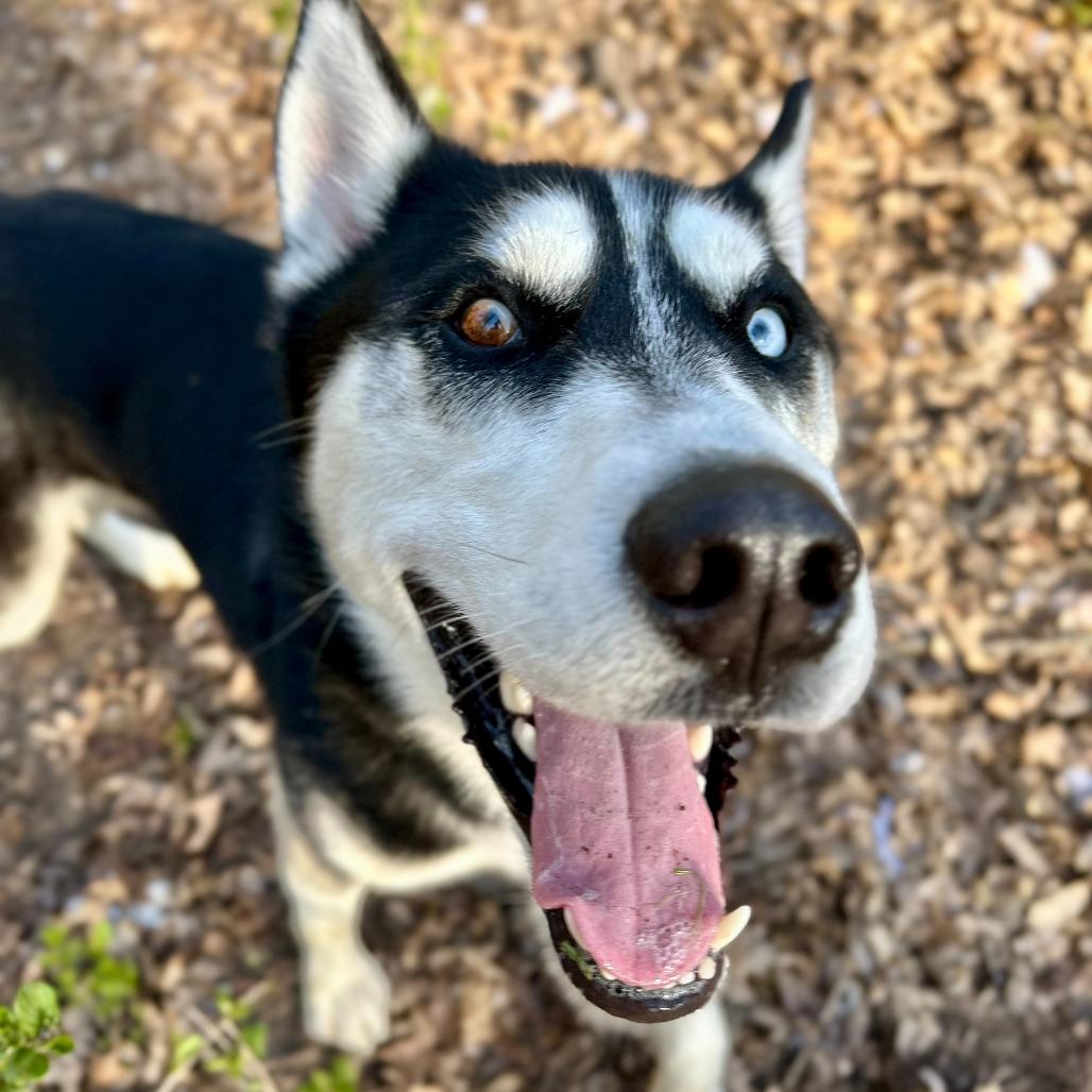 Enlarge Shadow, a Adoptable Husky in Grand Rapids, MI image 4/6