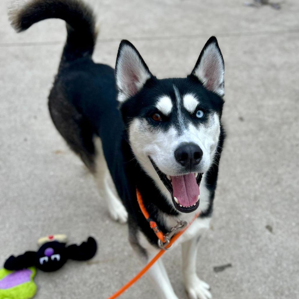 Enlarge Shadow, a Adoptable Husky in Grand Rapids, MI image 3/3