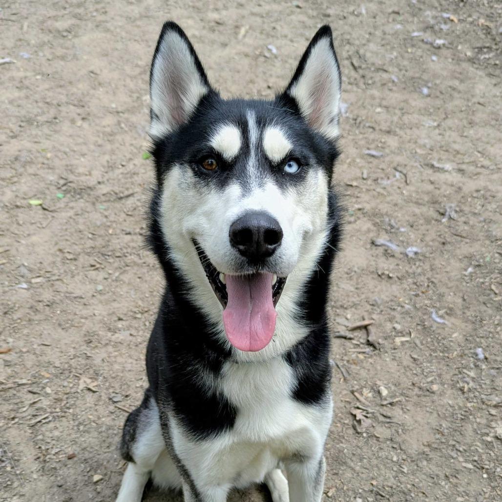 Enlarge Shadow, a Adoptable Husky in Grand Rapids, MI image 6/6