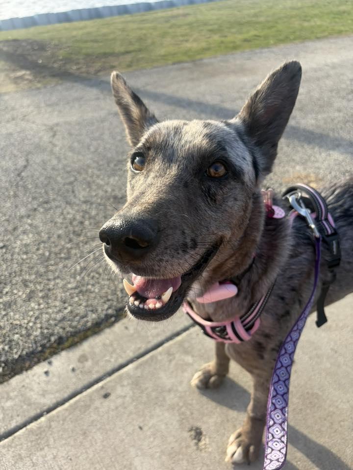 Enlarge Lark, an adopted mixed breed in Itasca, IL image 6/6