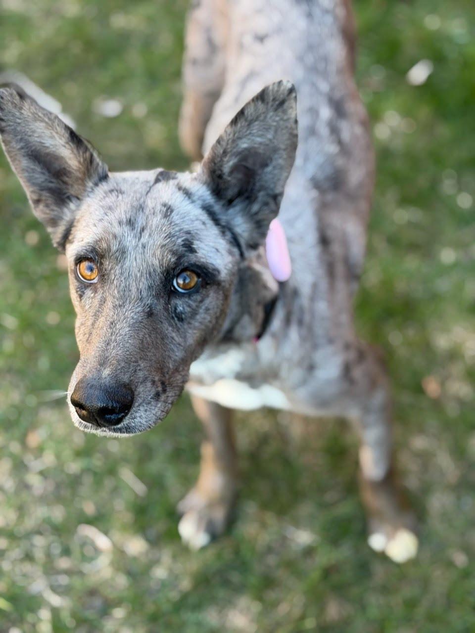 Lark, adoptable, Young Female Catahoula Leopard Dog.