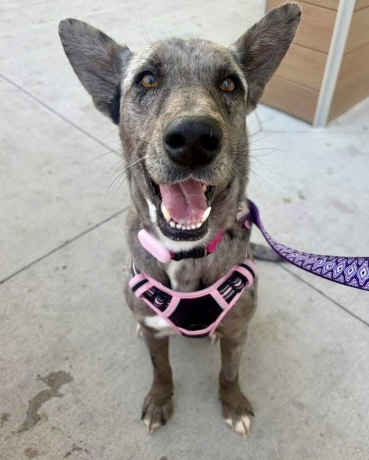 Lark, adopted, Young Female Catahoula Leopard Dog.