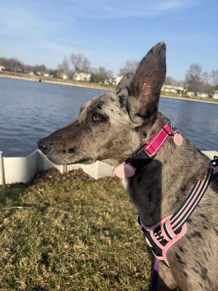 Enlarge Lark, an adopted mixed breed in Itasca, IL image 5/6