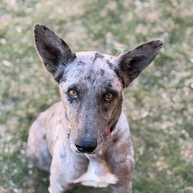 Enlarge Lark, an adoptable mixed breed in Itasca, IL image 2/3