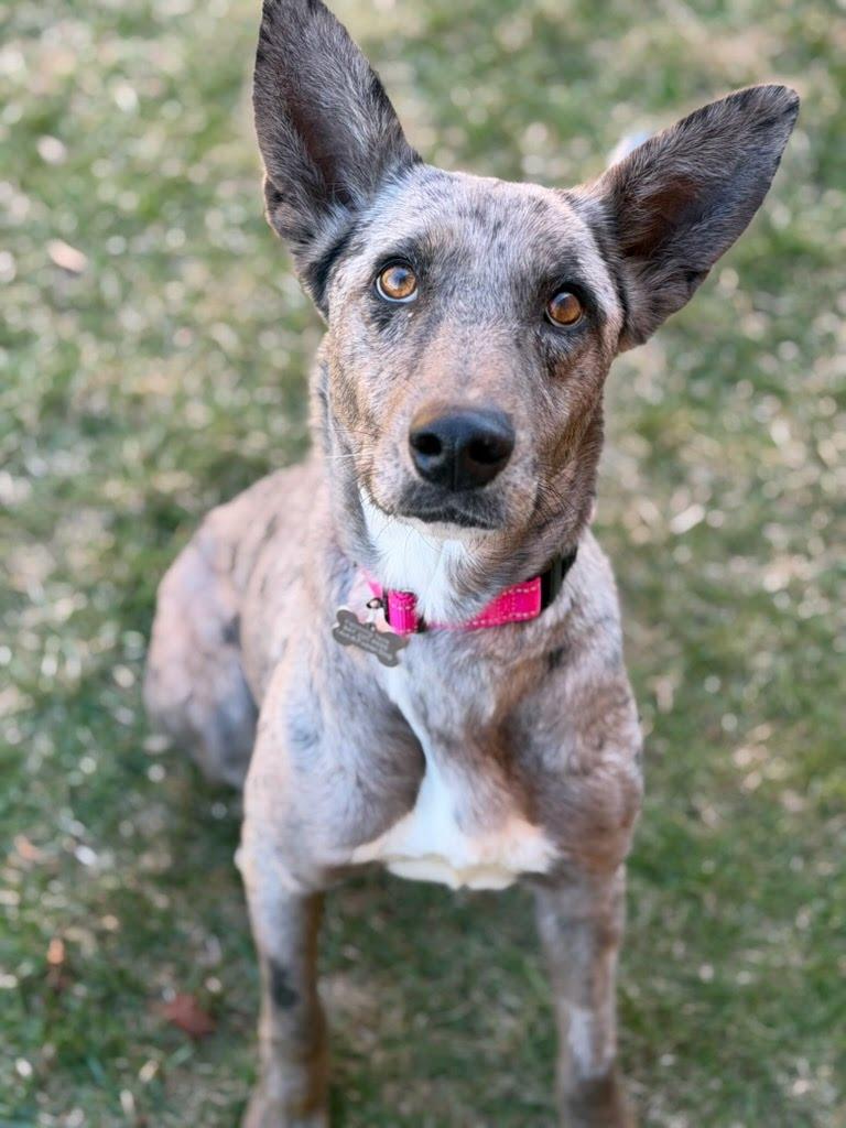 Enlarge Lark, an adoptable mixed breed in Itasca, IL image 3/3