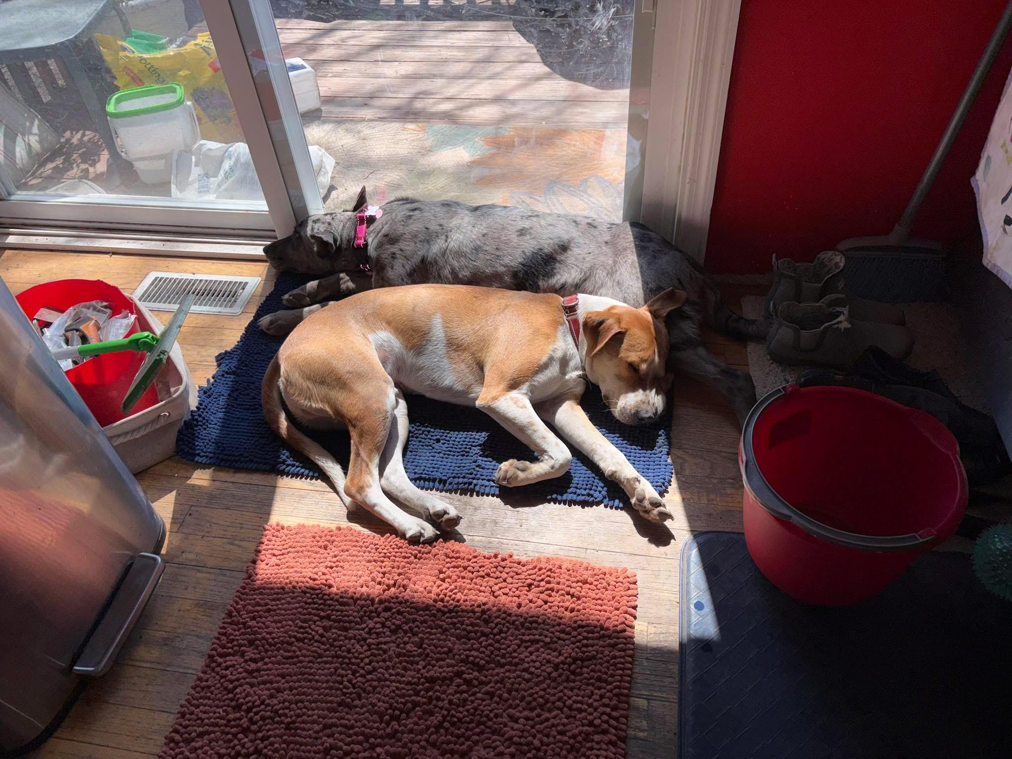 Enlarge Lark, an adopted mixed breed in Itasca, IL image 4/6