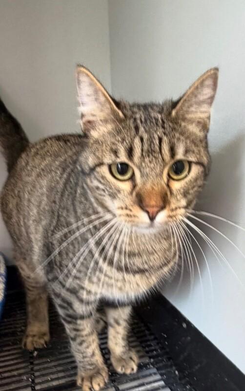 Enlarge Buddy , a Adoptable Domestic Short Hair in Zimmerman, MN image 1/1