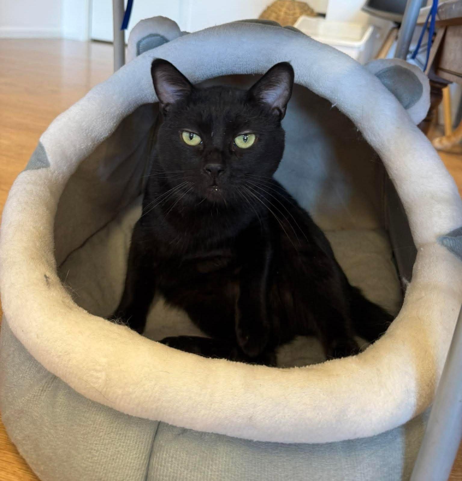 Severus, ADOPTABLE, Adult Male Domestic Short Hair.
