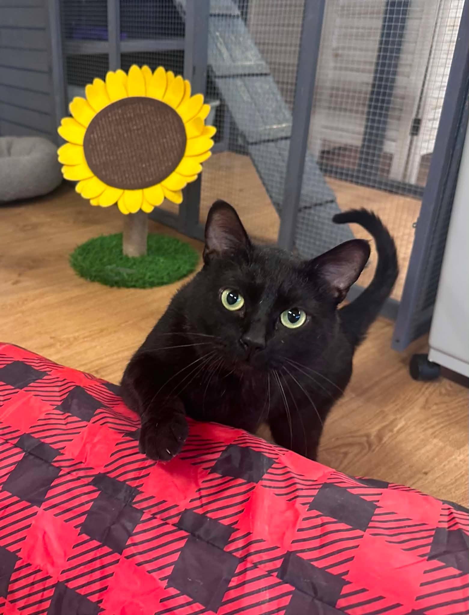 Enlarge Severus, a ADOPTABLE Domestic Short Hair in Holland , MI image 2/2