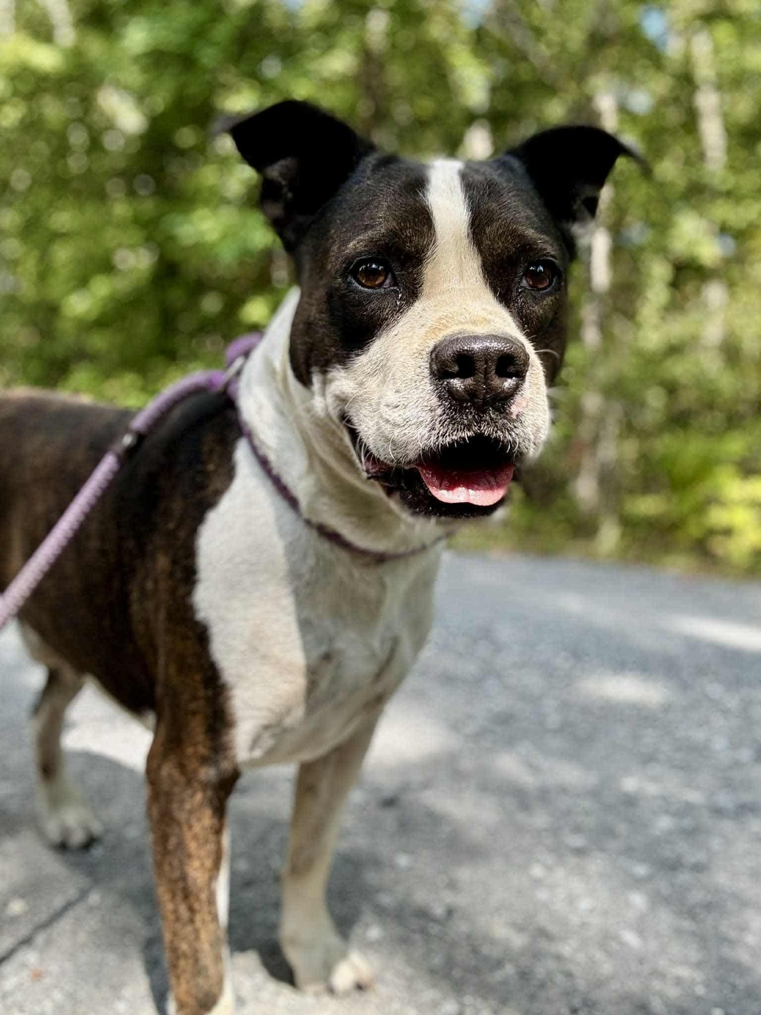 Enlarge TONKA, a Adoptable mixed breed in Waverly, TN image 1/1