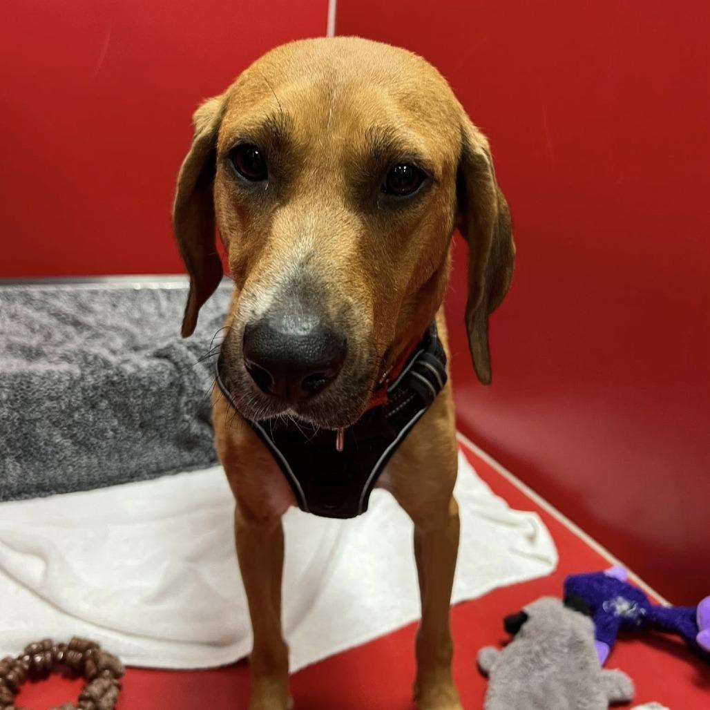 Rita, Adoptable, Adult Female Redbone Coonhound.