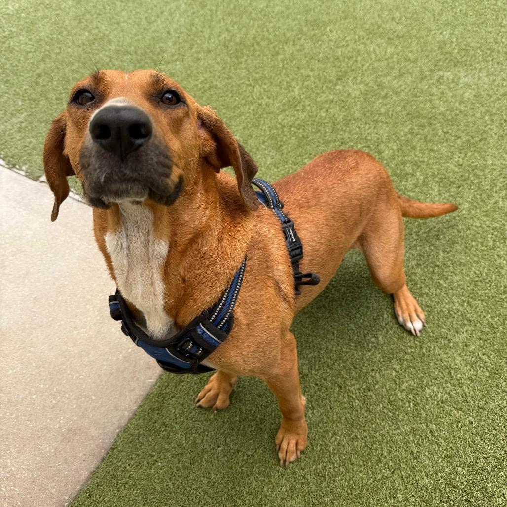 Enlarge Rita, a Adoptable Redbone Coonhound in Titusville, FL image 2/3