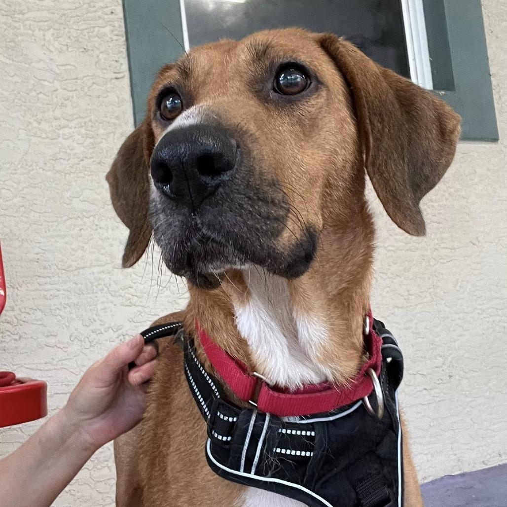 Enlarge Rita, a Adoptable Redbone Coonhound in Titusville, FL image 3/3
