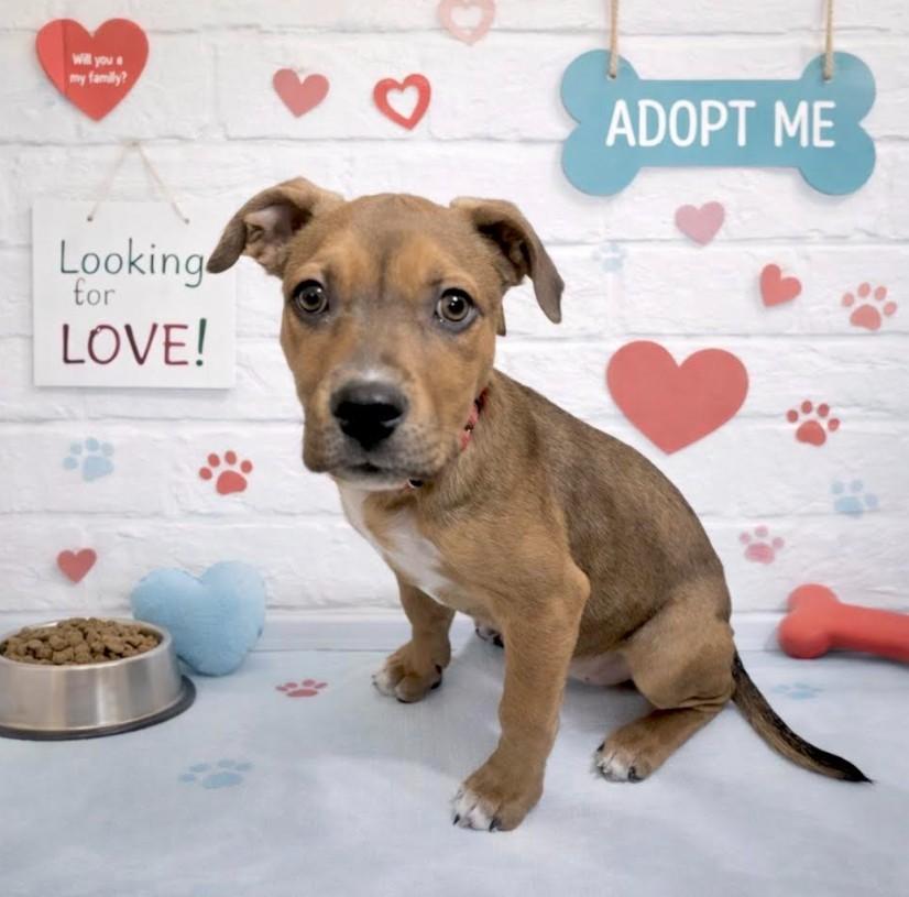 Jingle, a Adoptable mixed breed in Owings, MD image 1/6