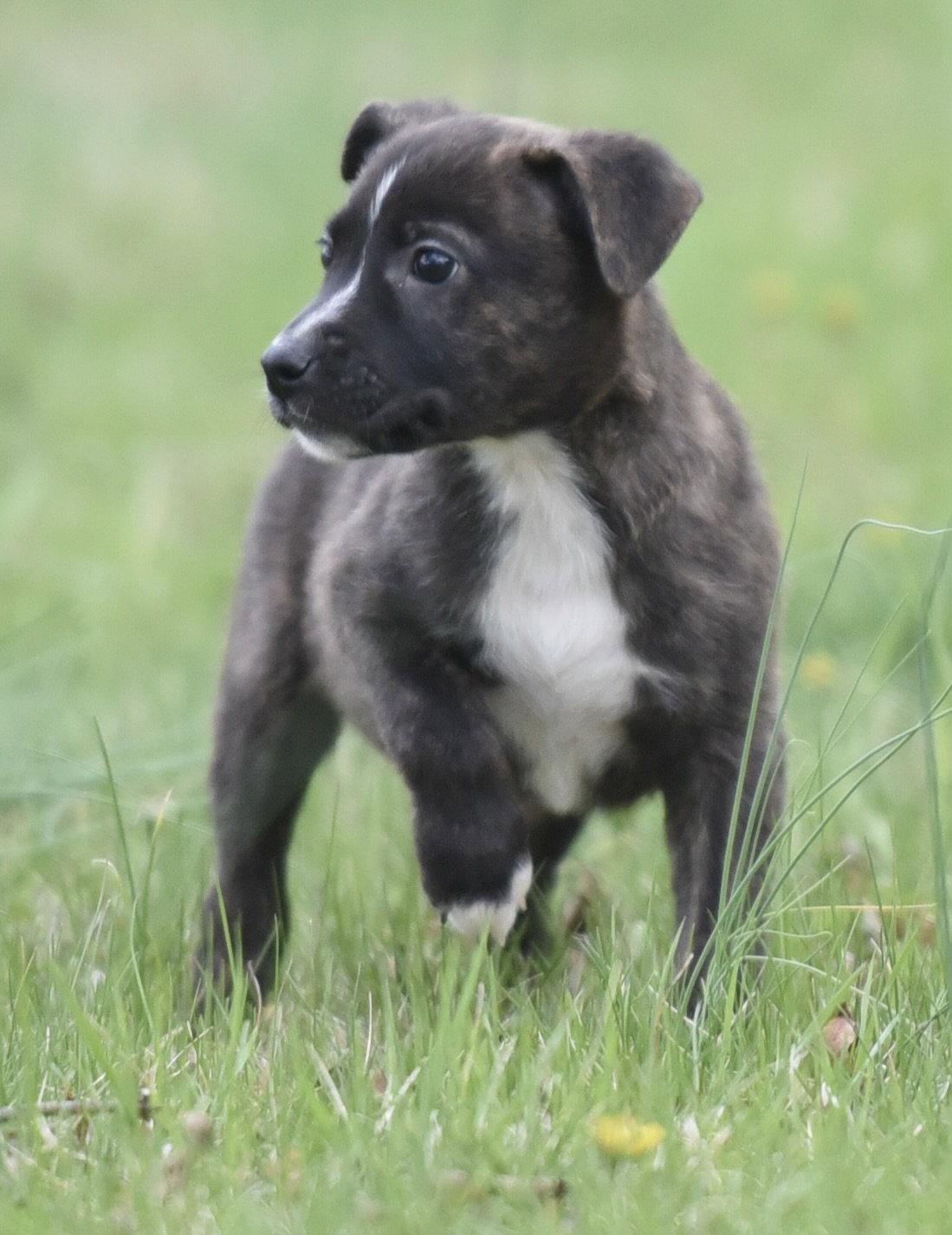 Beckett, Adoptable, Puppy Male Chihuahua & Terrier.