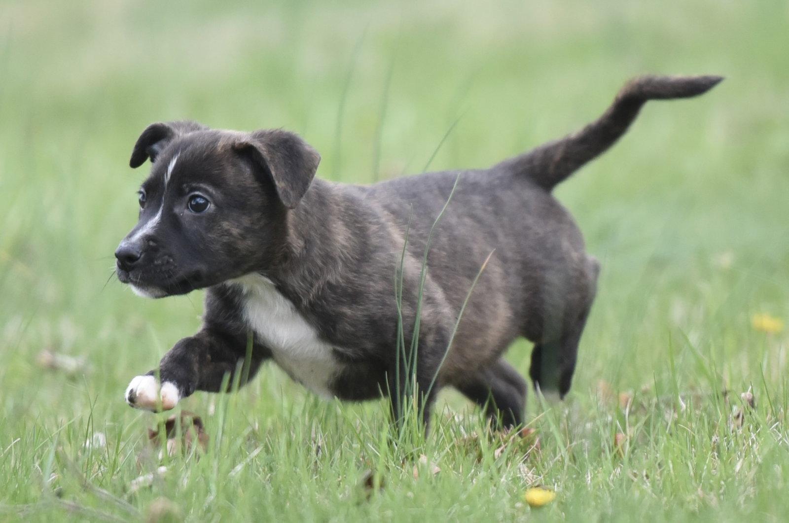 Enlarge Beckett, a Adoptable mixed breed in Mechanicsburg, PA image 2/3