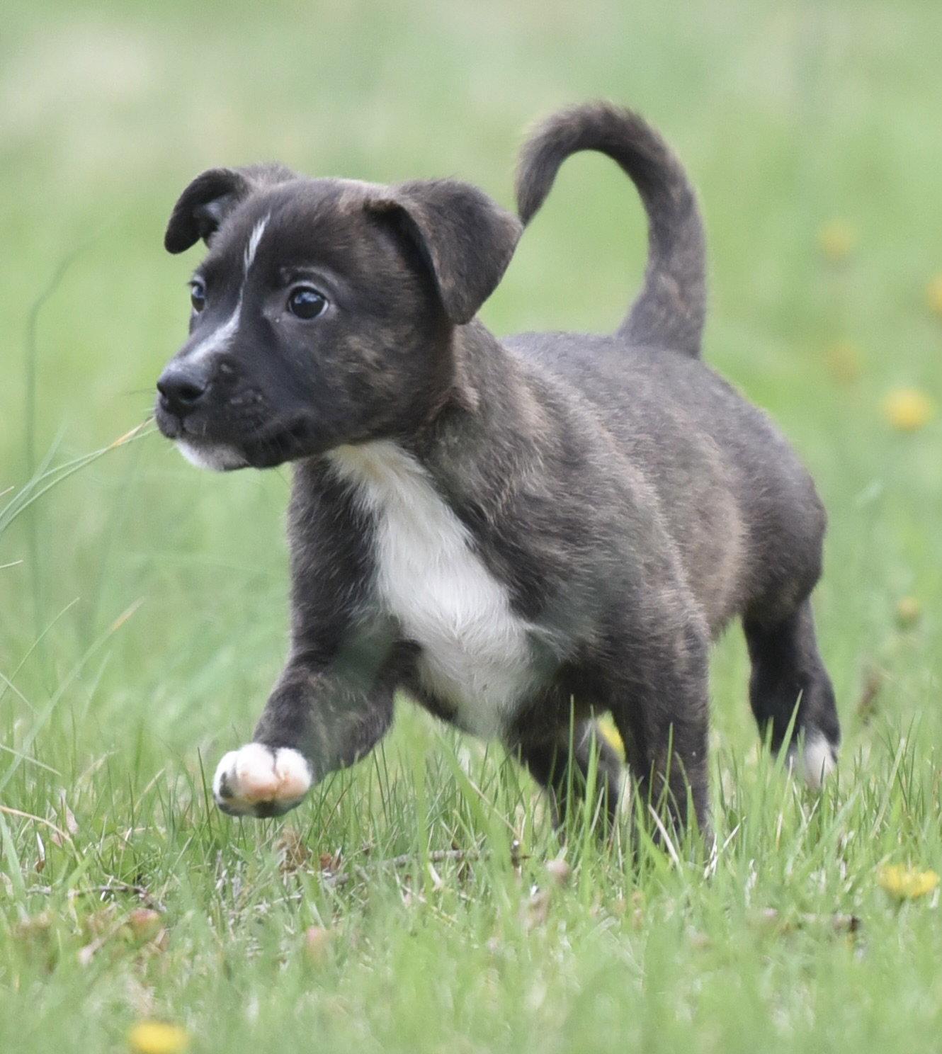Enlarge Beckett, a Adoptable mixed breed in Mechanicsburg, PA image 3/3