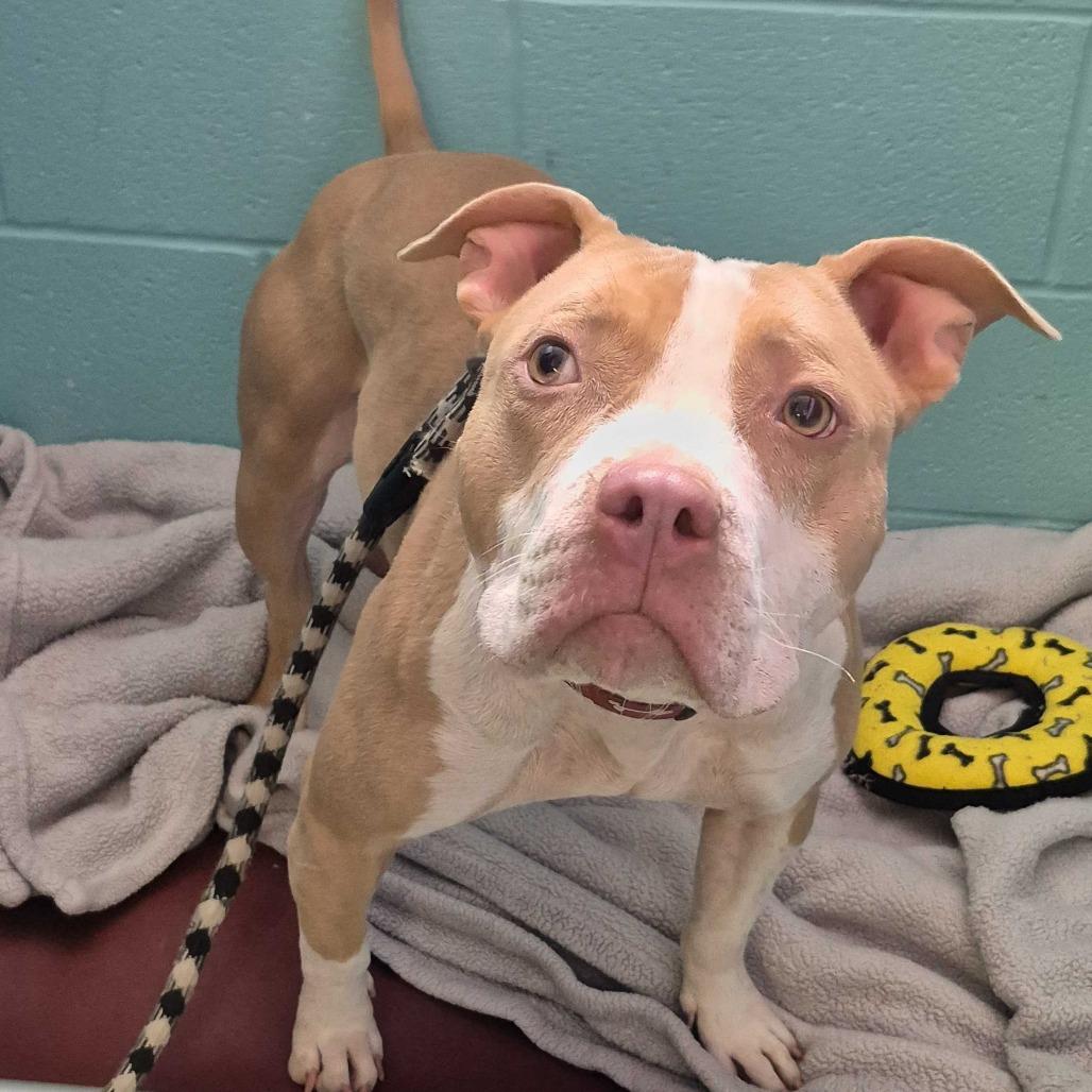 Peach, Adoptable, Adult Female Pit Bull Terrier.