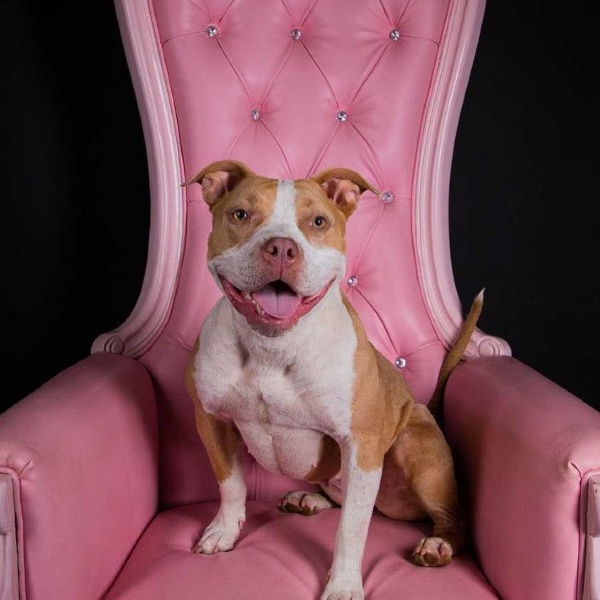 Enlarge Peach, a Adoptable Pit Bull Terrier in Louisville, KY image 1/5
