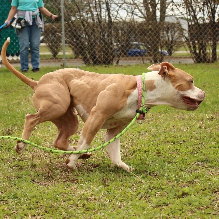 Enlarge Peach, a Adoptable Pit Bull Terrier in Louisville, KY image 2/5
