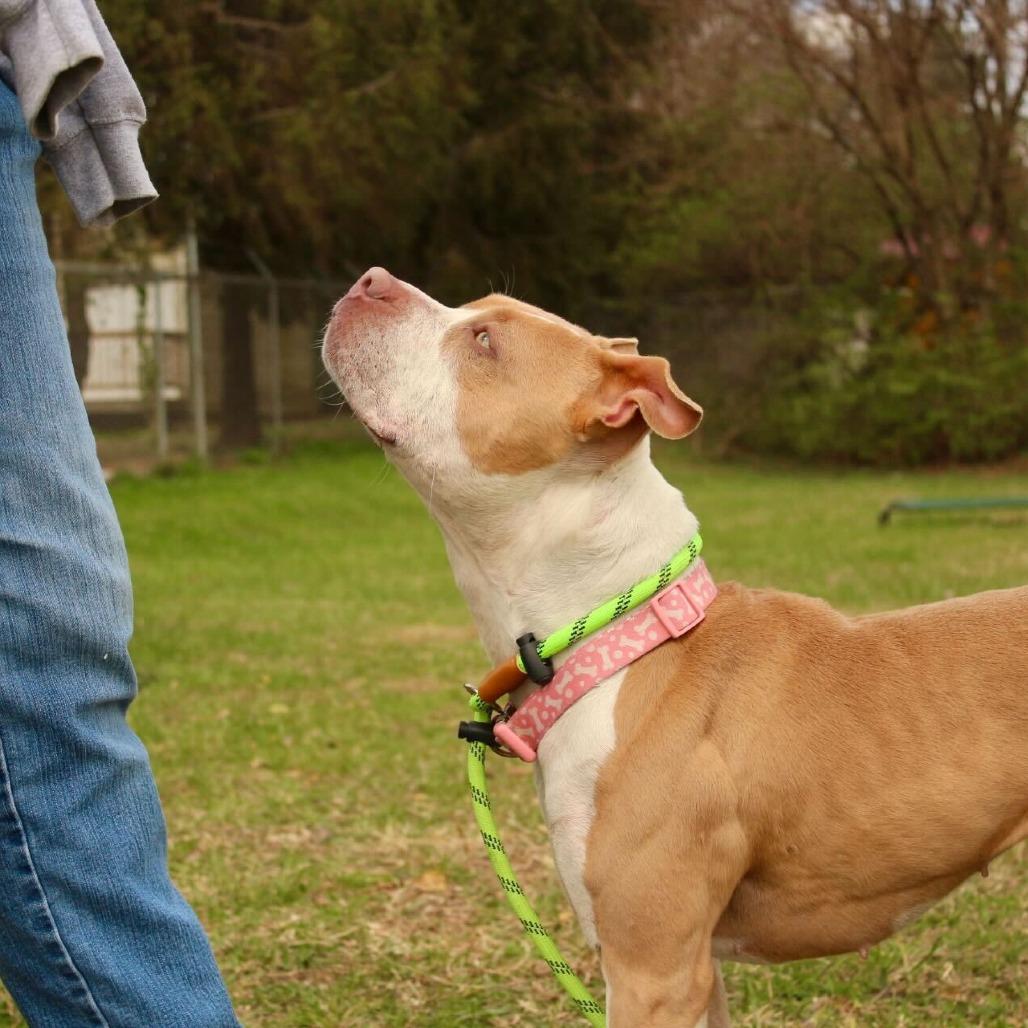 Enlarge Peach, a Adoptable Pit Bull Terrier in Louisville, KY image 3/5