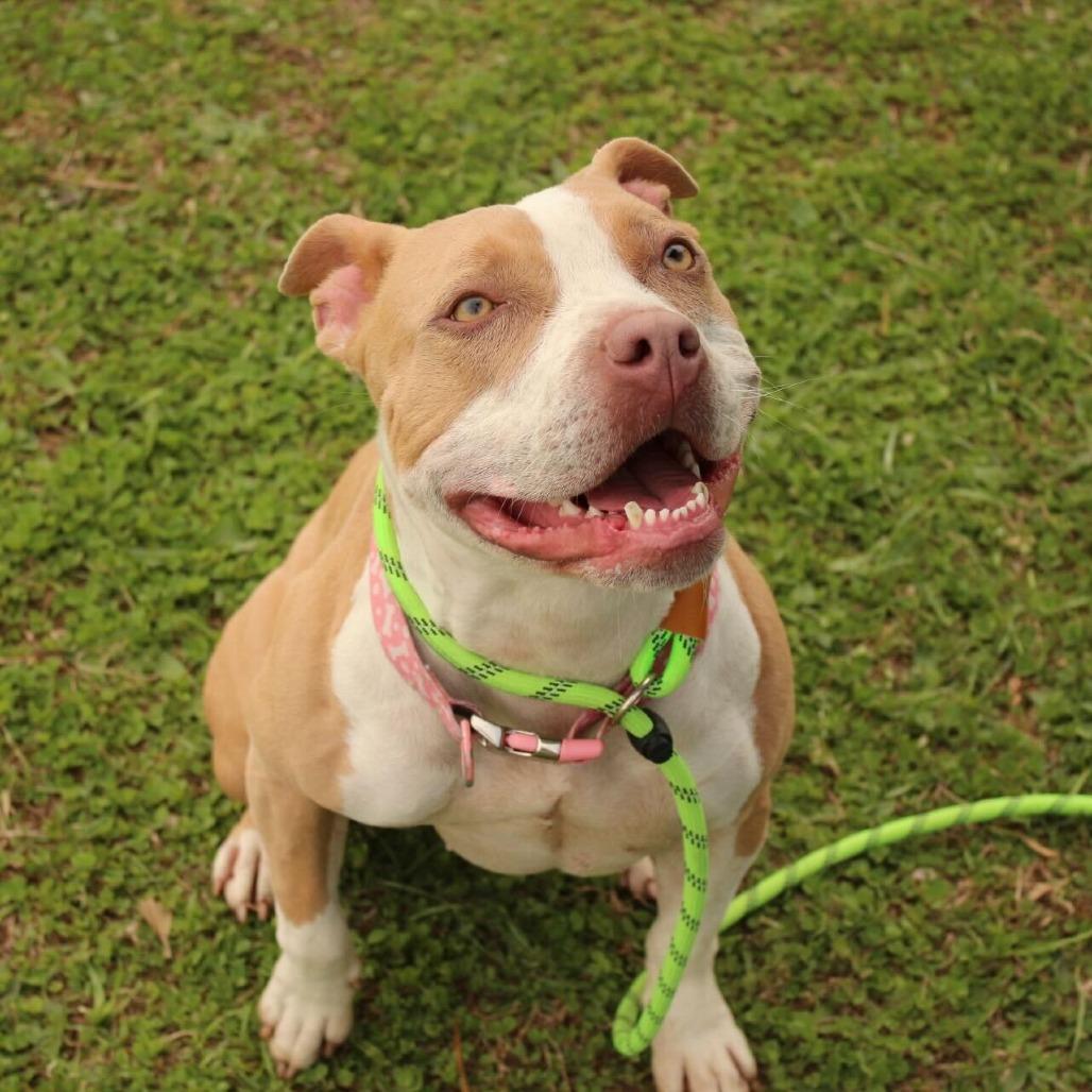 Enlarge Peach, a Adoptable Pit Bull Terrier in Louisville, KY image 4/5