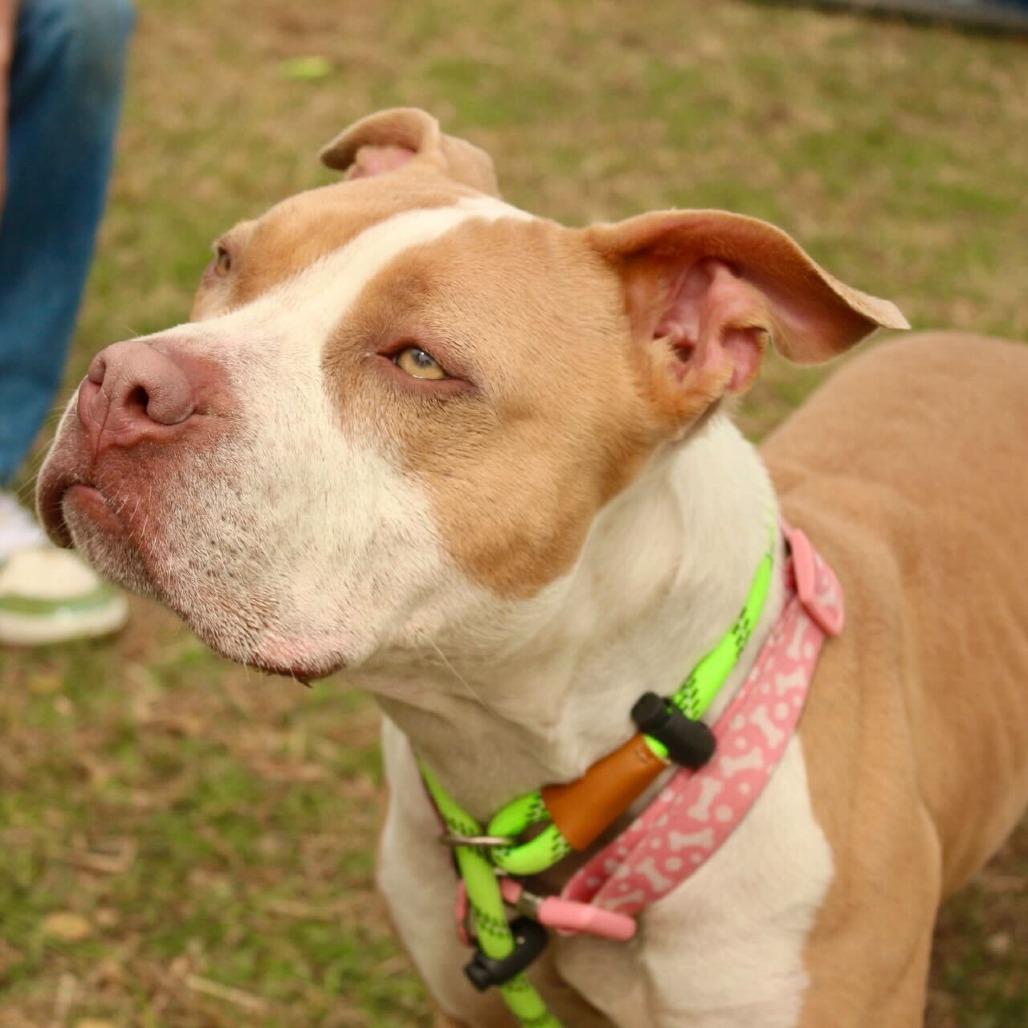 Enlarge Peach, a Adoptable Pit Bull Terrier in Louisville, KY image 5/5