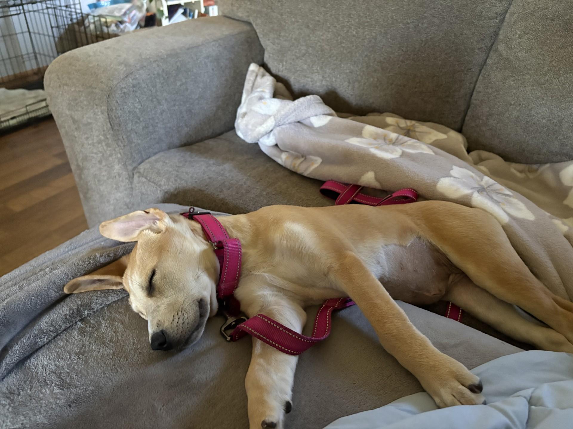 Mia, an adopted mixed breed in Sioux Falls, SD image 3/4