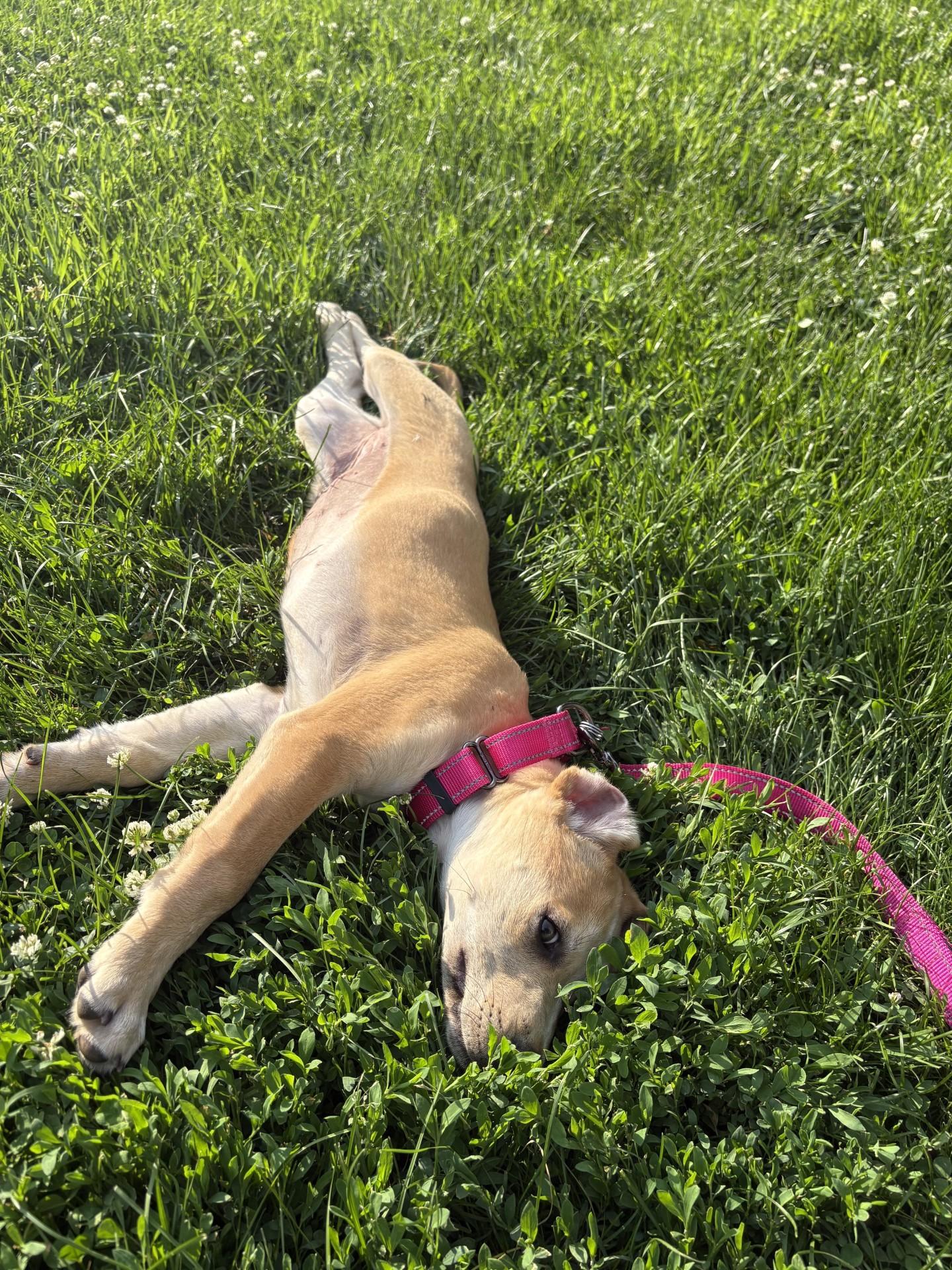 Mia, an adopted mixed breed in Sioux Falls, SD image 2/4