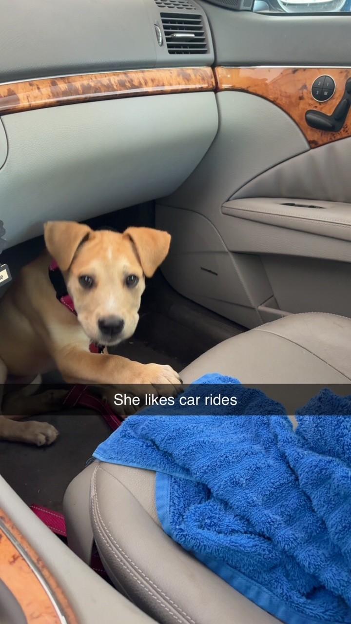 Mia, an adopted mixed breed in Sioux Falls, SD image 4/4
