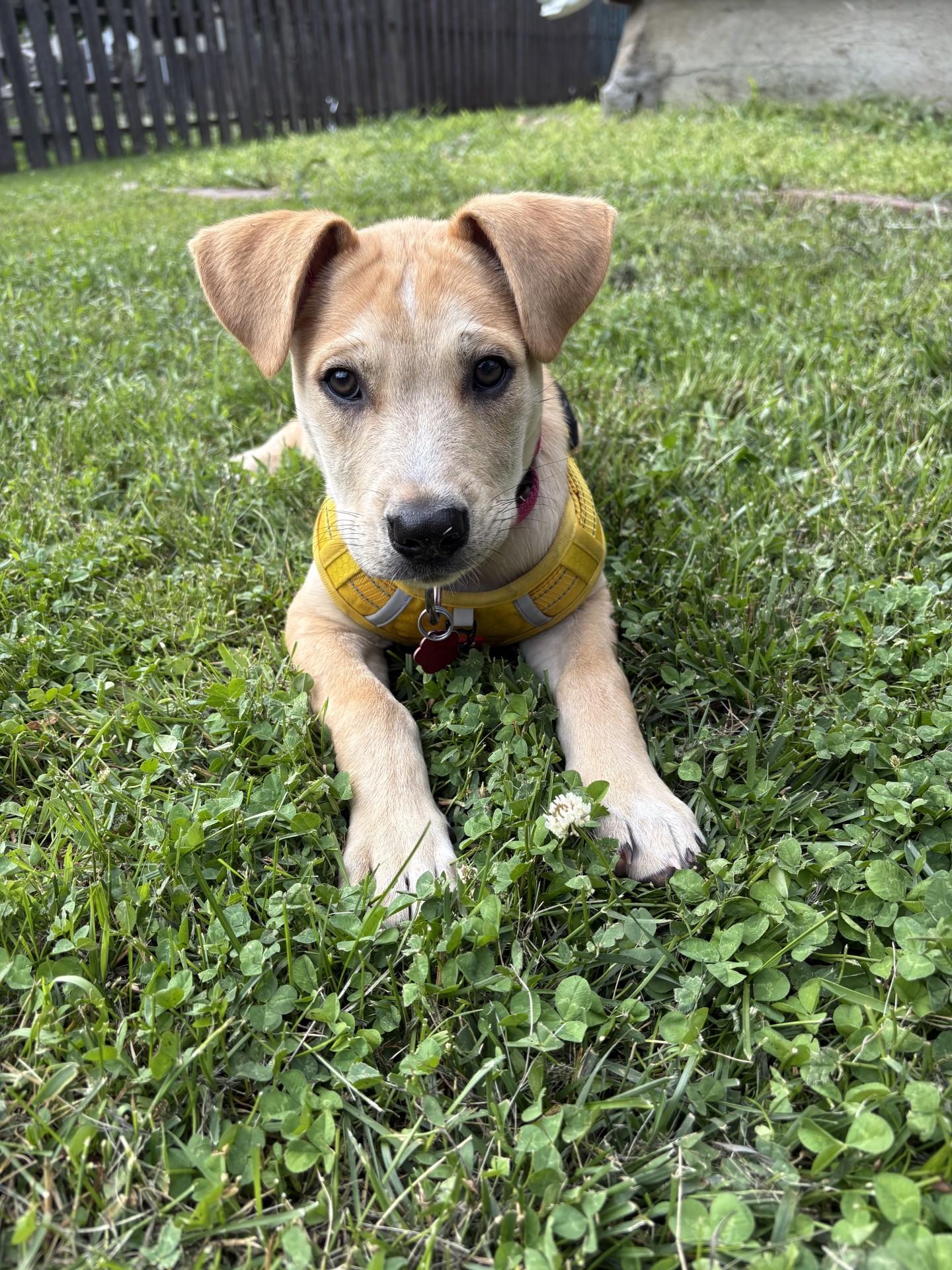 Mia, an adopted mixed breed in Sioux Falls, SD image 1/4