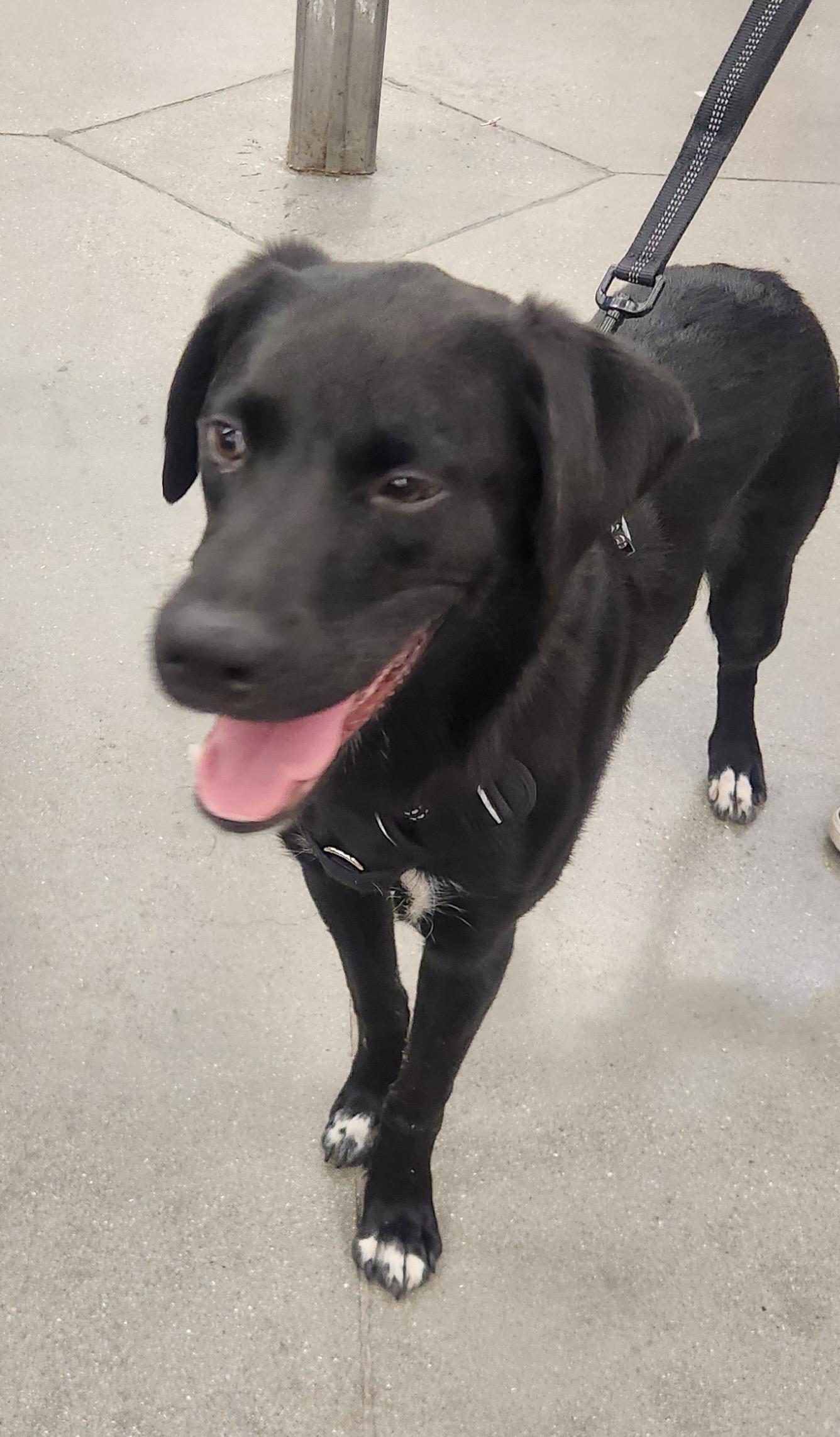 MILO, an adopted mixed breed in Las Vegas, NV image 3/5