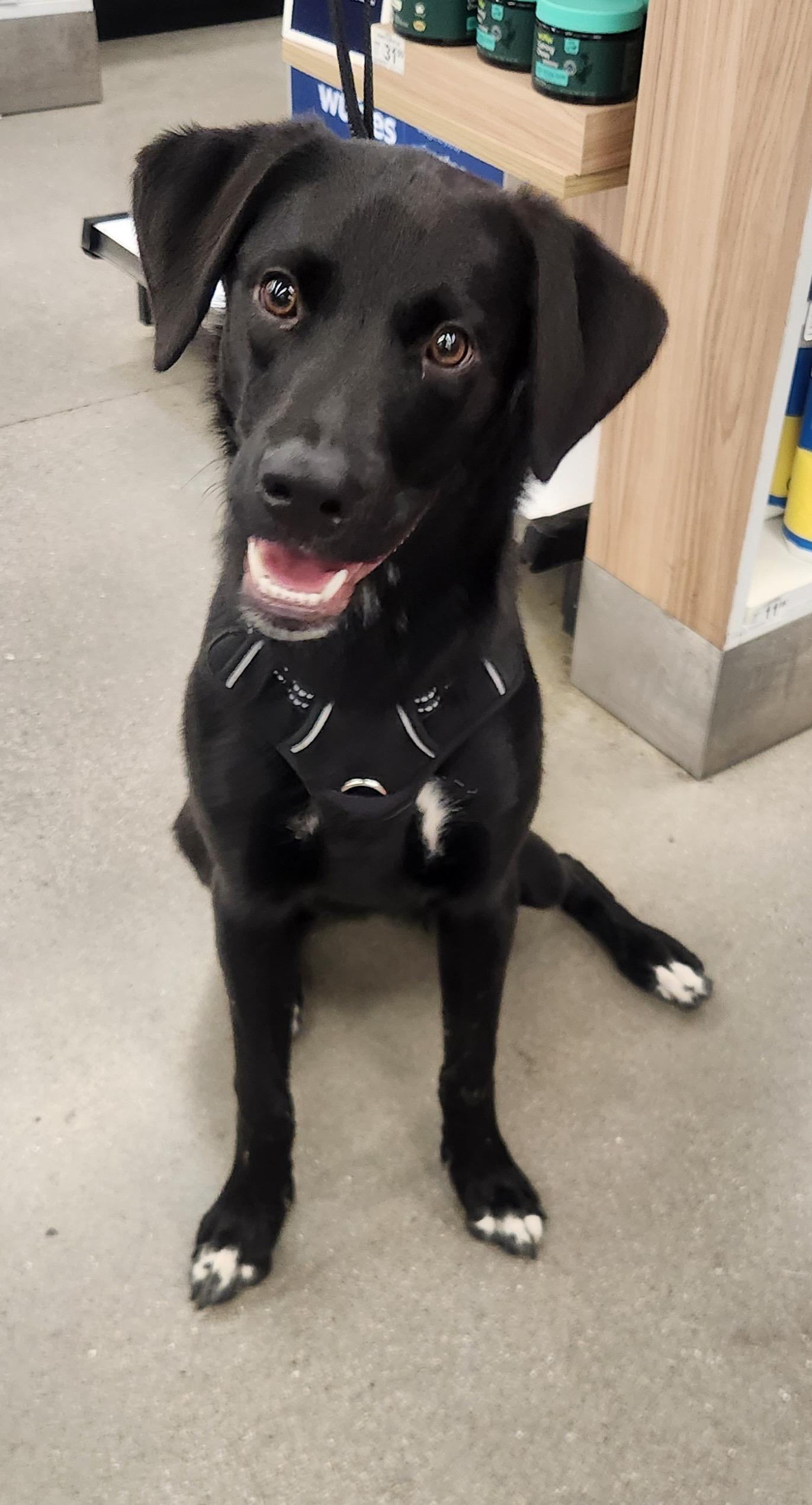 MILO, adopted, Young Male Black Labrador Retriever.