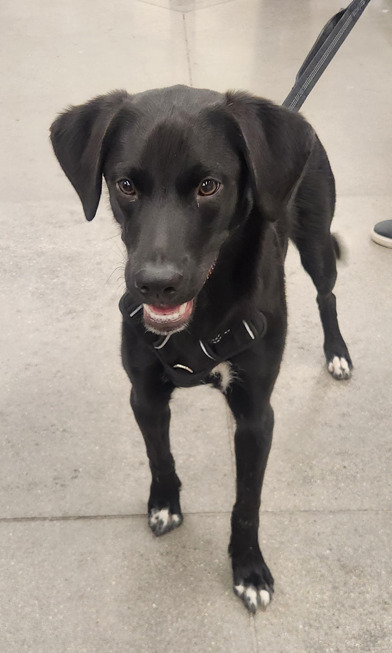MILO, an adopted mixed breed in Las Vegas, NV image 2/5