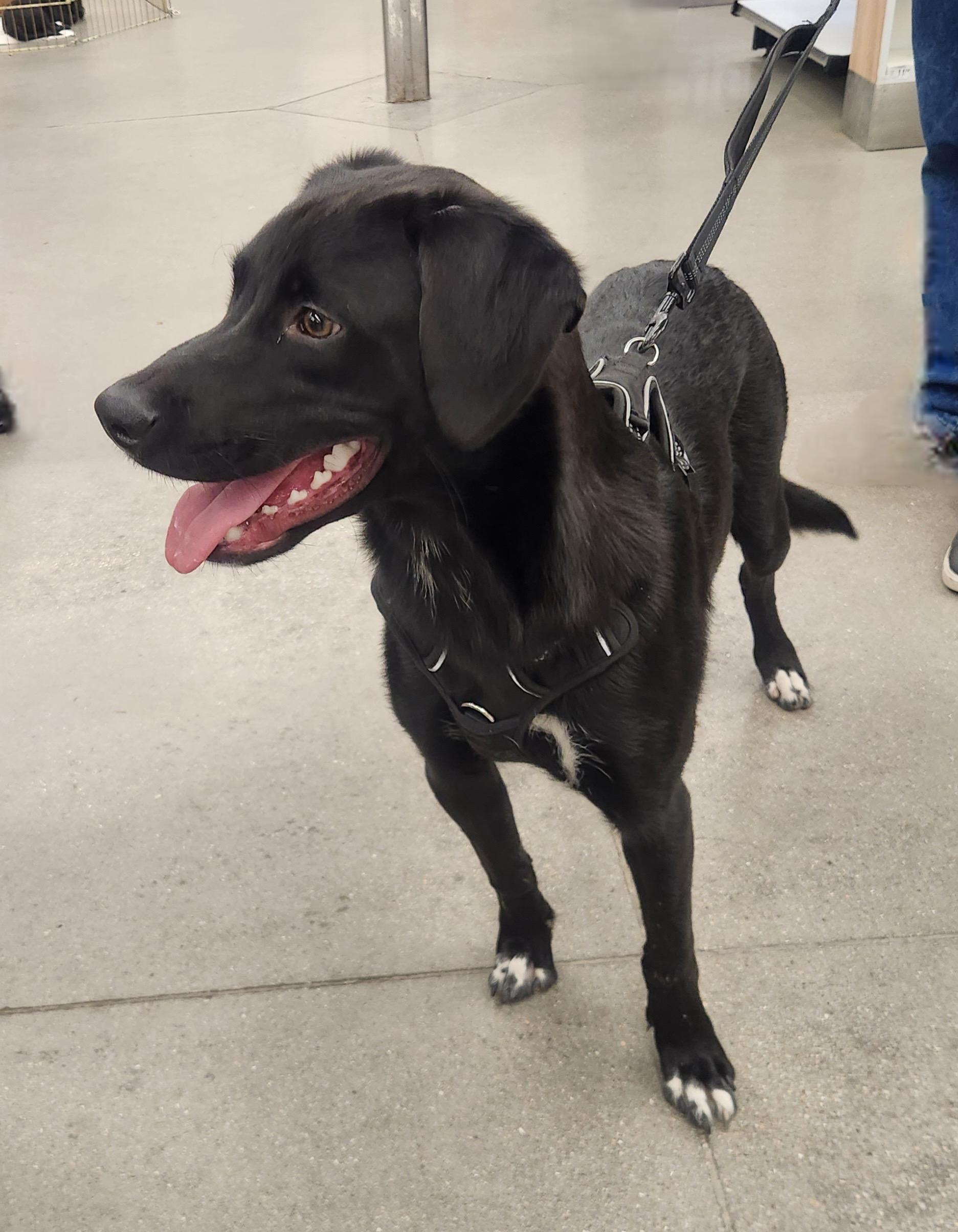 MILO, an adopted mixed breed in Las Vegas, NV image 5/5