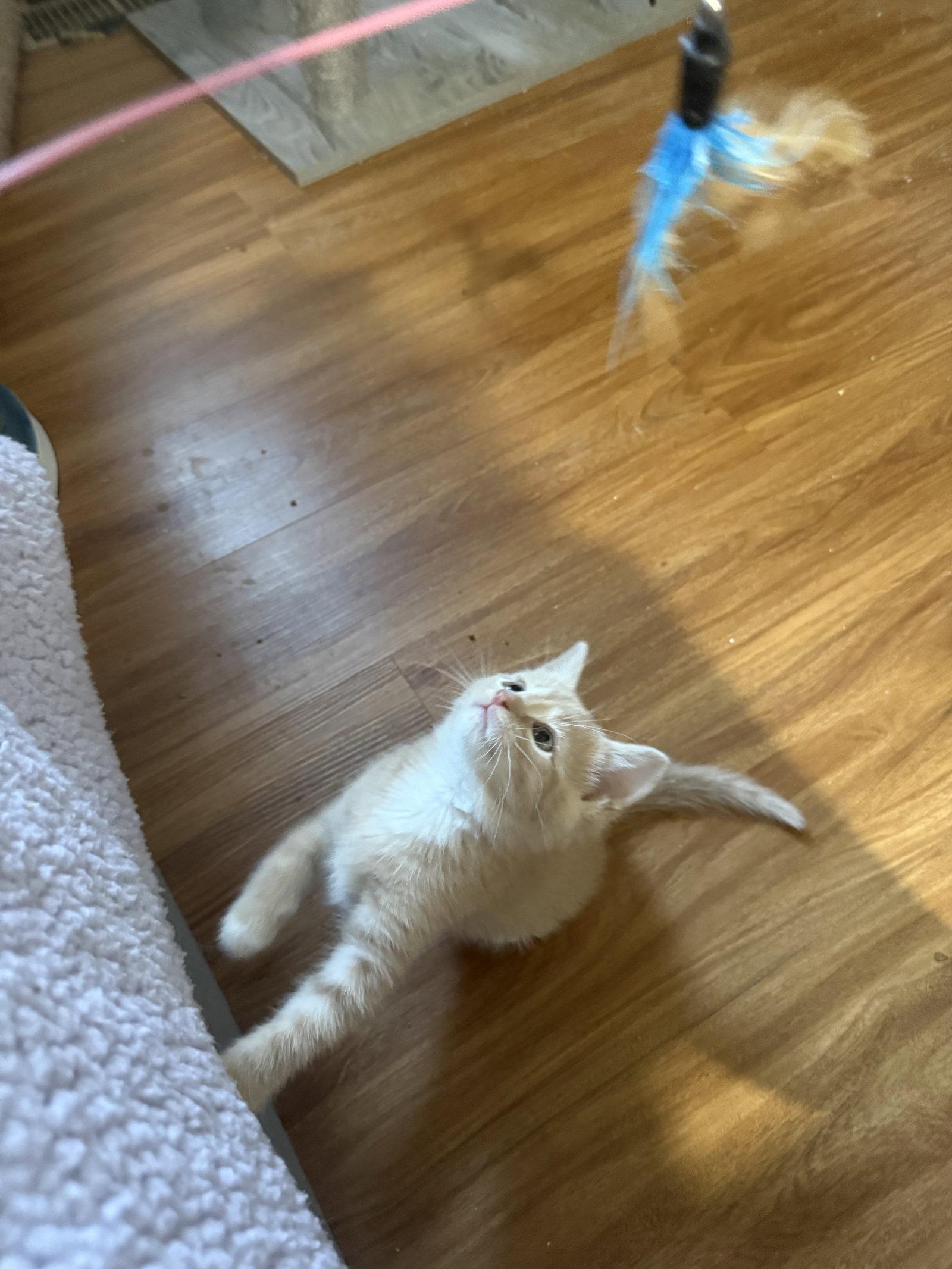 Purry Mason, Adopted, Young Male Domestic Short Hair.
