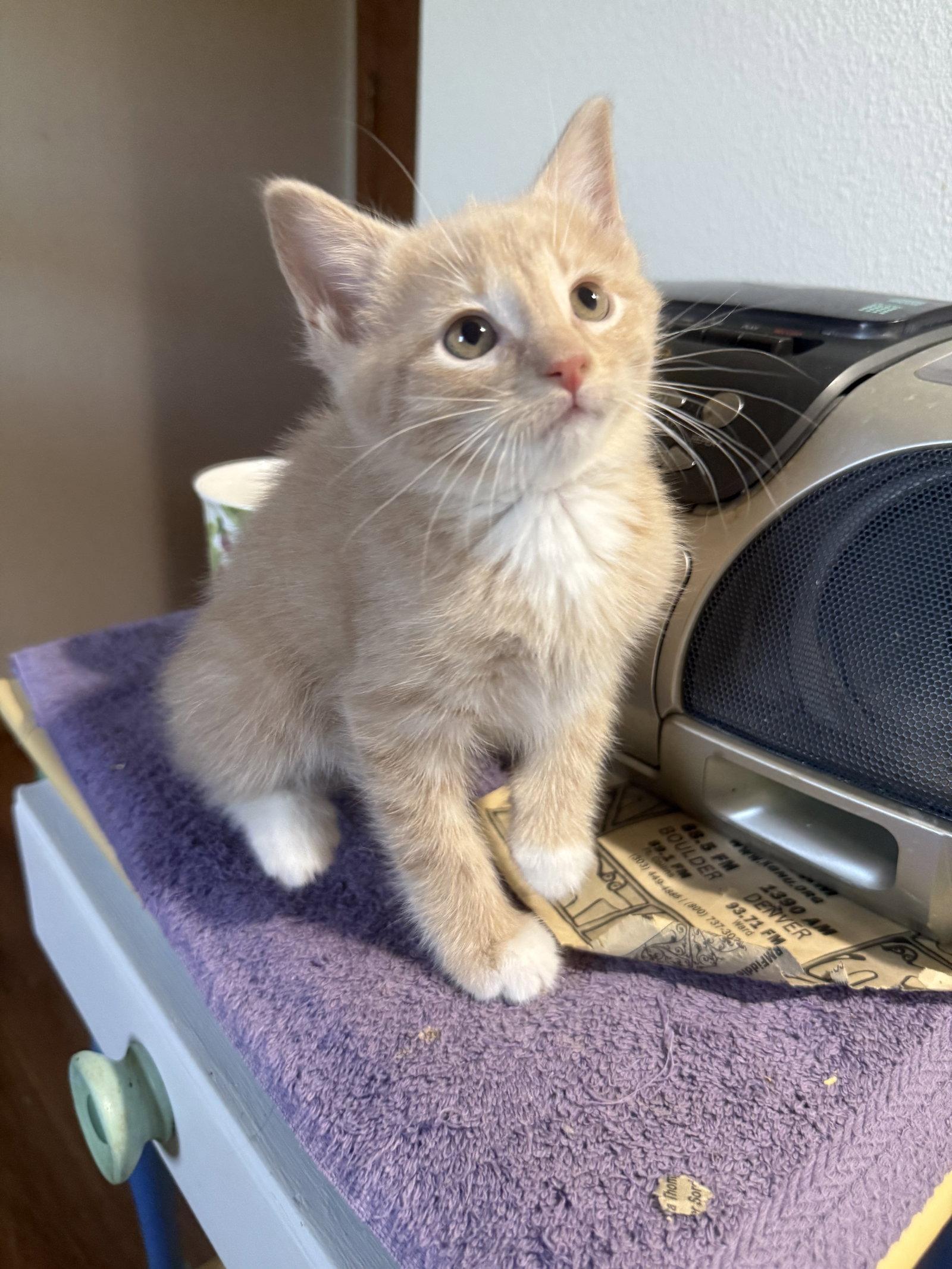 Enlarge Purry Mason, a Adopted Domestic Short Hair in Aurora, CO image 2/3