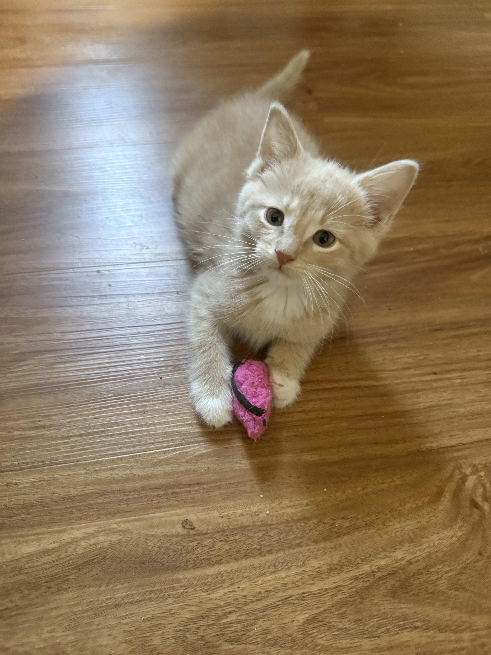 Enlarge Purry Mason, a Adopted Domestic Short Hair in Aurora, CO image 3/3