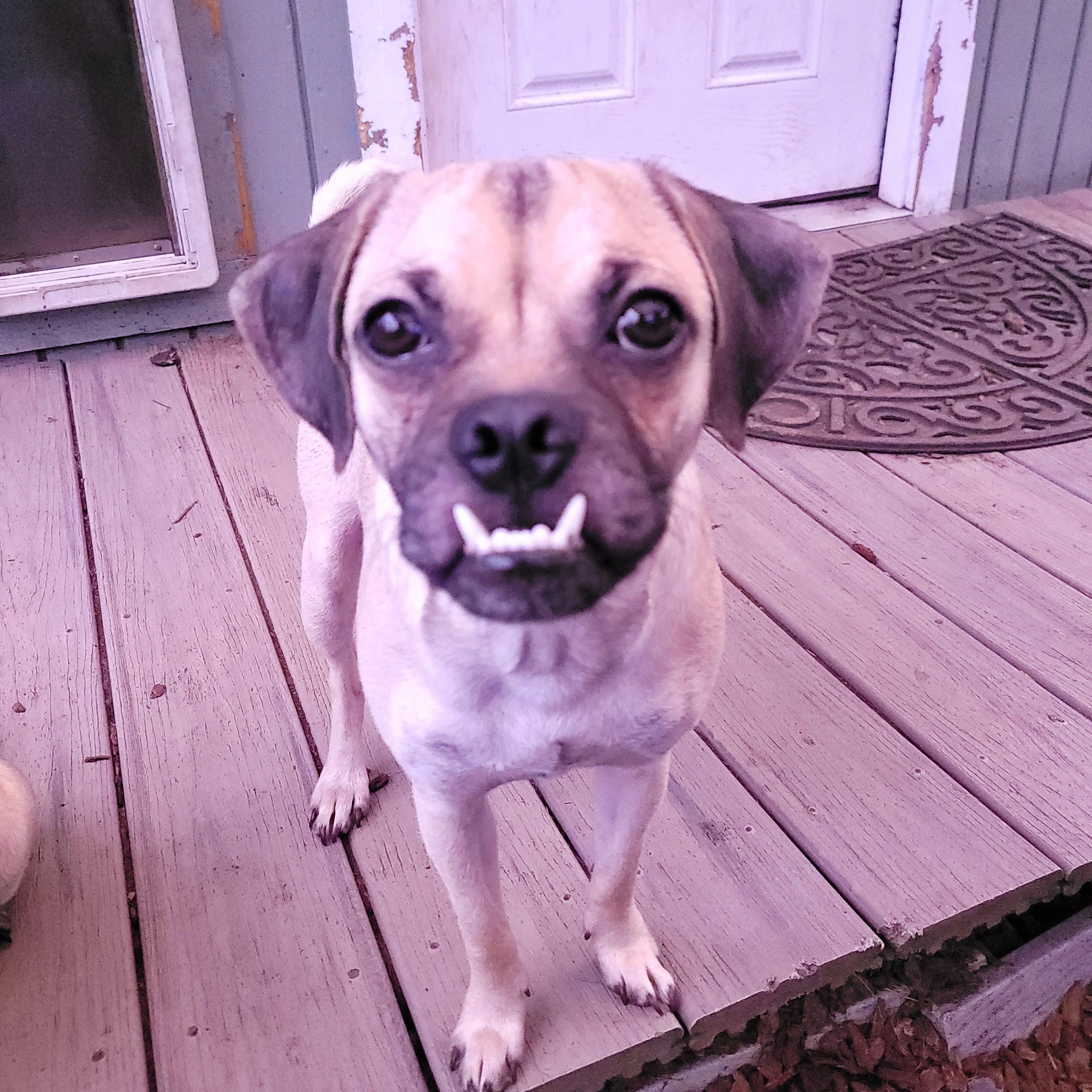 Enlarge Jack, a Adoptable Puggle in Sequim, WA image 5/6
