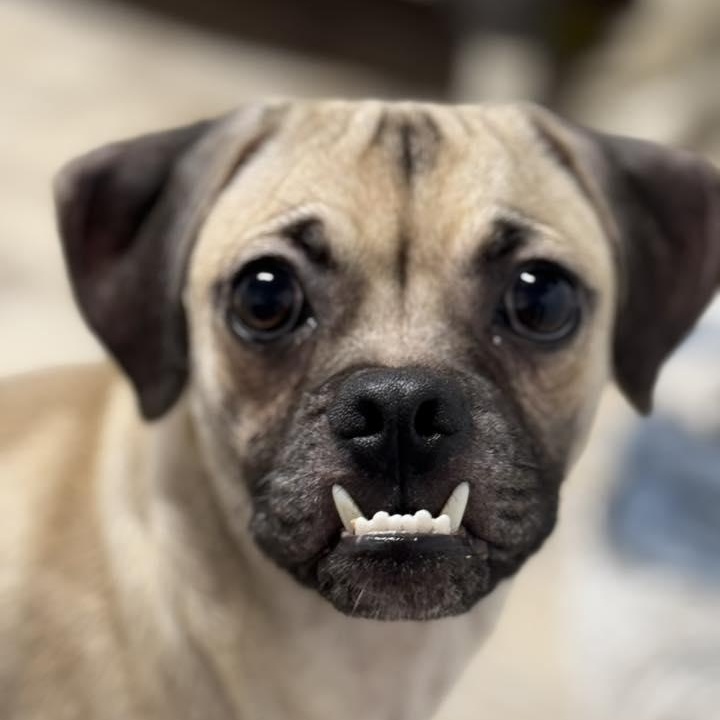 Jack, Adoptable, Adult Male Puggle.