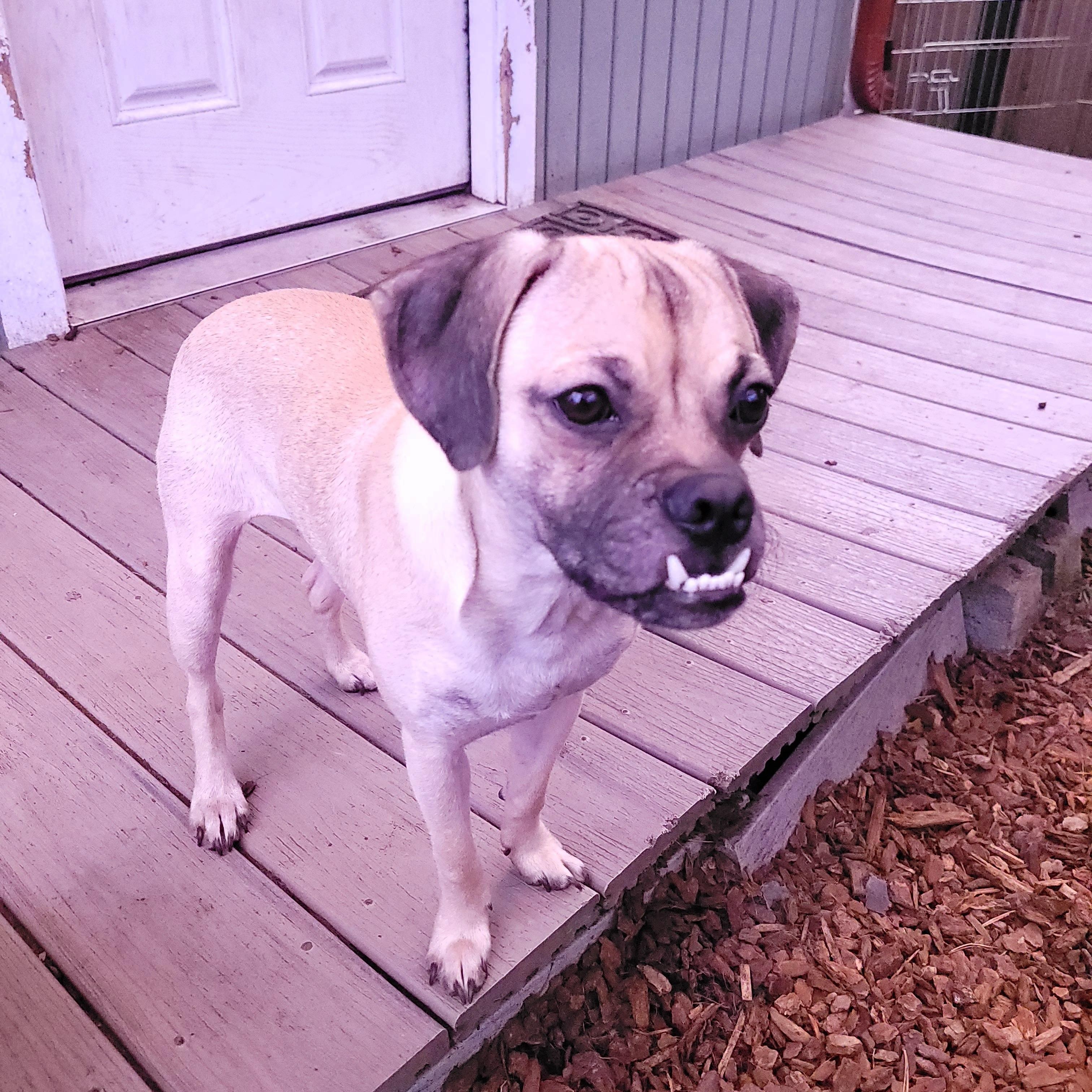 Enlarge Jack, a Adoptable Puggle in Sequim, WA image 4/6