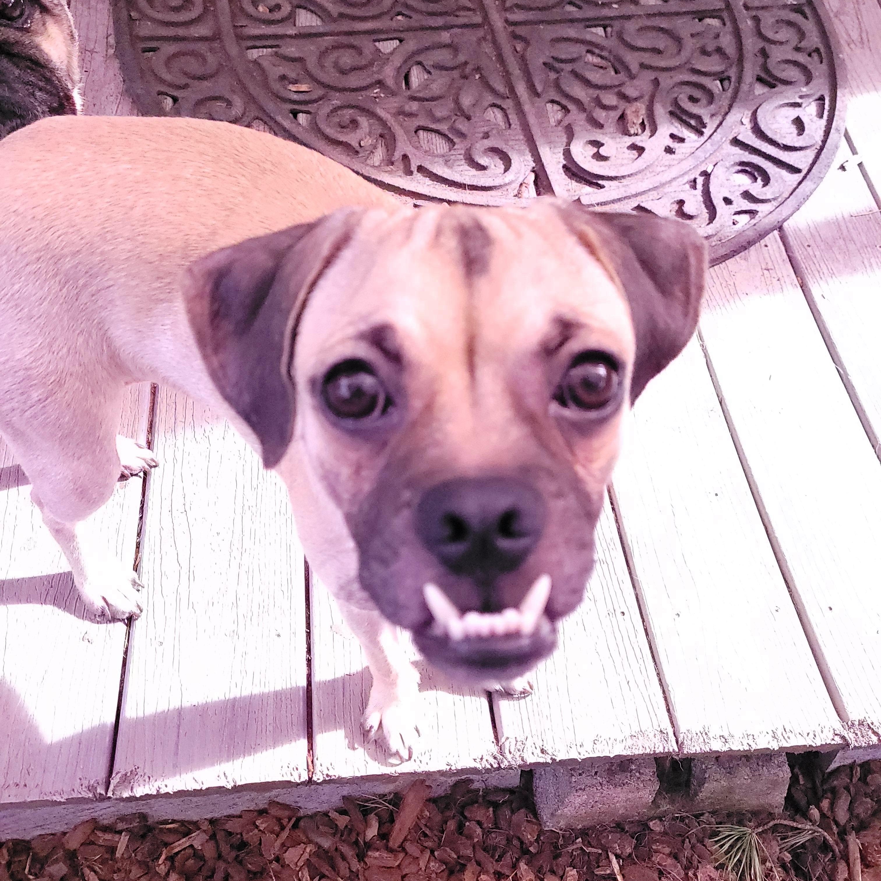 Enlarge Jack, a Adoptable Puggle in Sequim, WA image 6/6