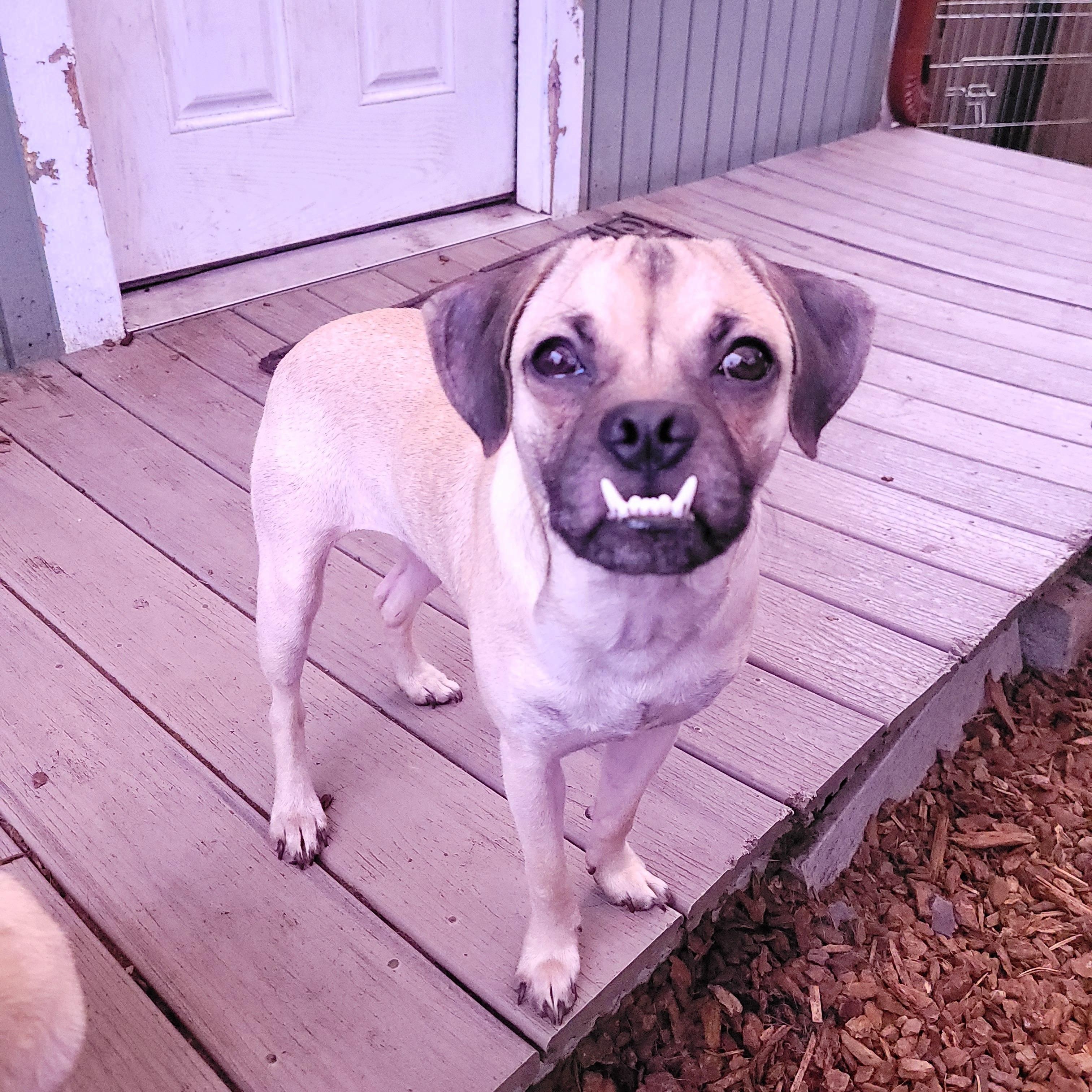 Enlarge Jack, a Adoptable Puggle in Sequim, WA image 3/6