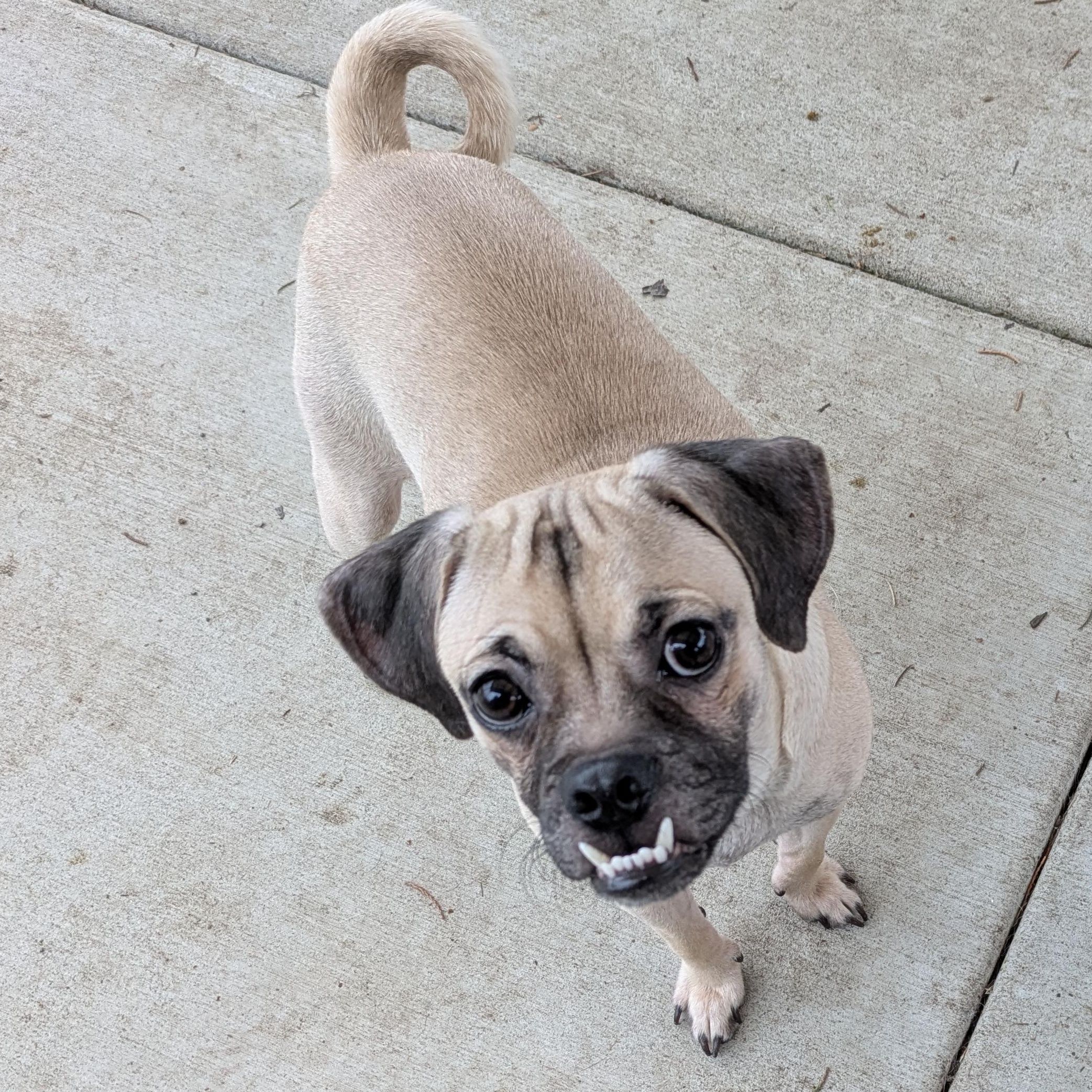 Enlarge Jack, a Adoptable Puggle in Sequim, WA image 2/6