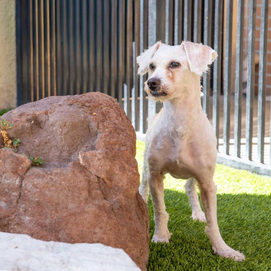 Mathew, Adoptable, Adult Male Terrier.