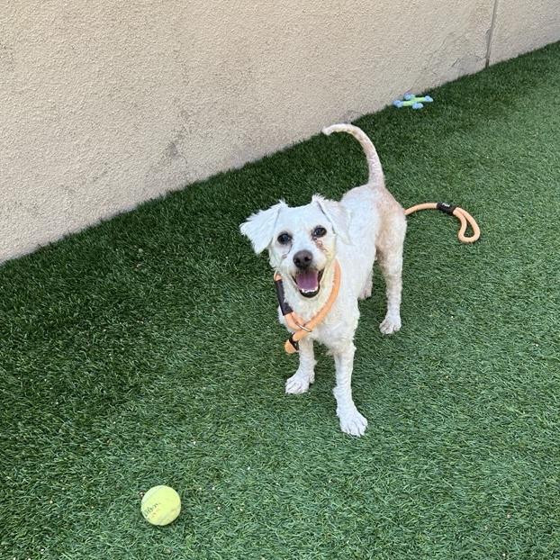 Enlarge Mathew, a Adoptable Terrier in Long Beach, CA image 2/4